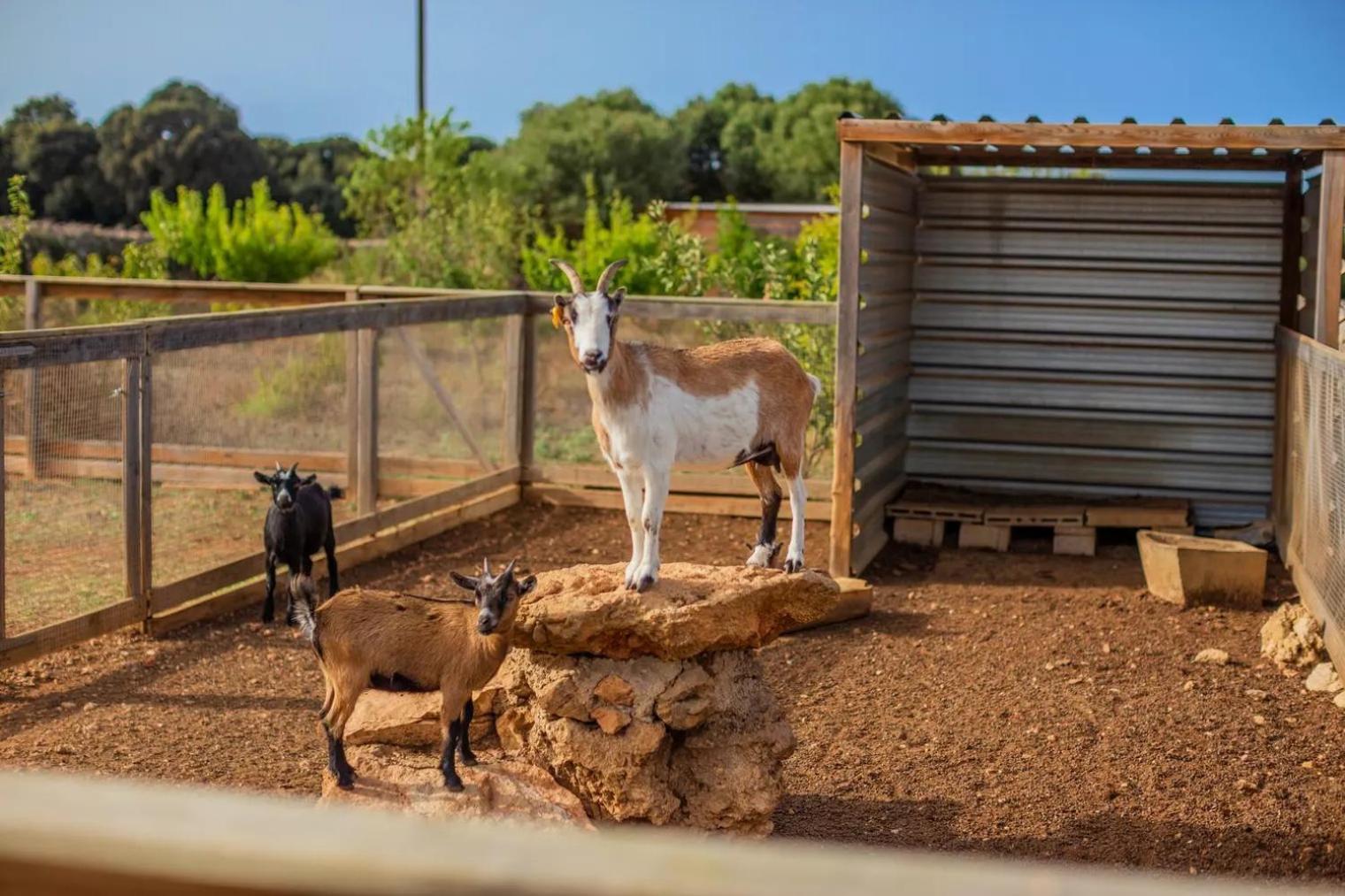 Menorca Agroturismo Llimpet Alaior Exterior foto